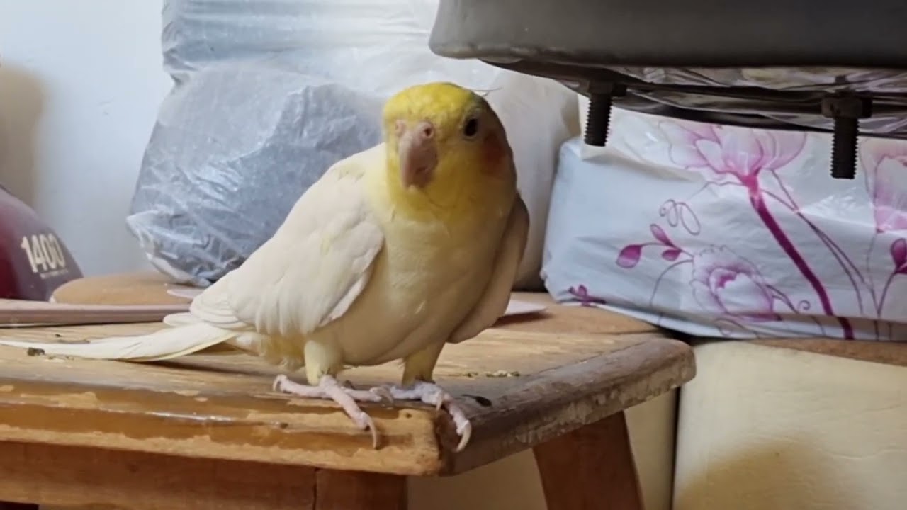 Cockatiel
