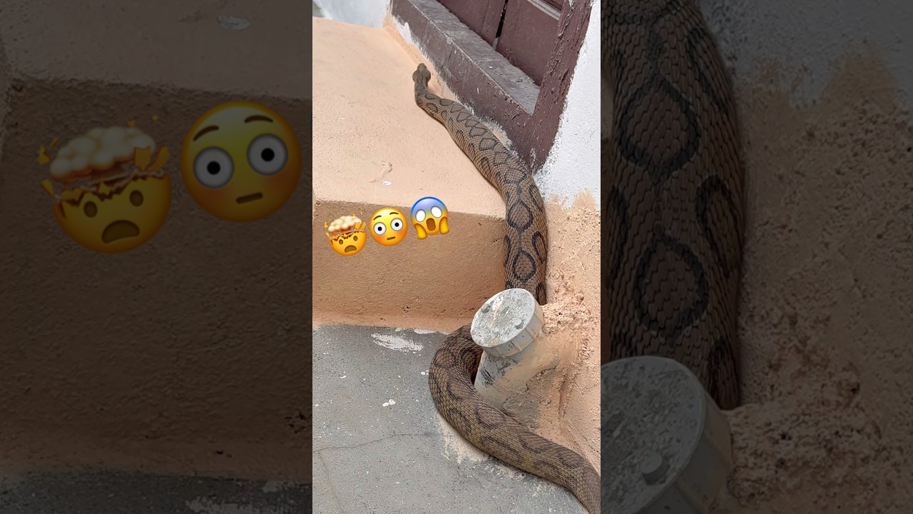 russell viper snake rescue my contact number 8179086040 #shortvideo #shorts