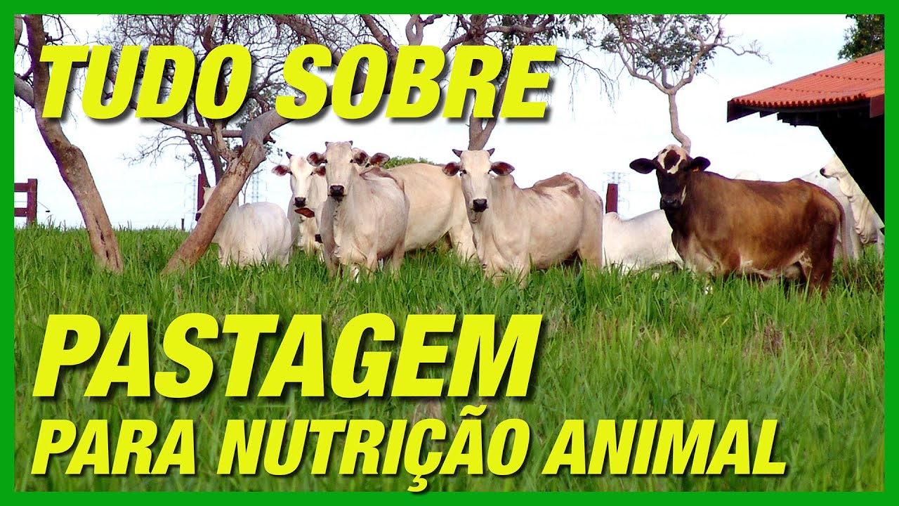 TUDO O QUE VOC&Ecirc; PRECISA SABER SOBRE PASTAGENS PARA NUTRI&Ccedil;&Atilde;O DE BOVINOS
