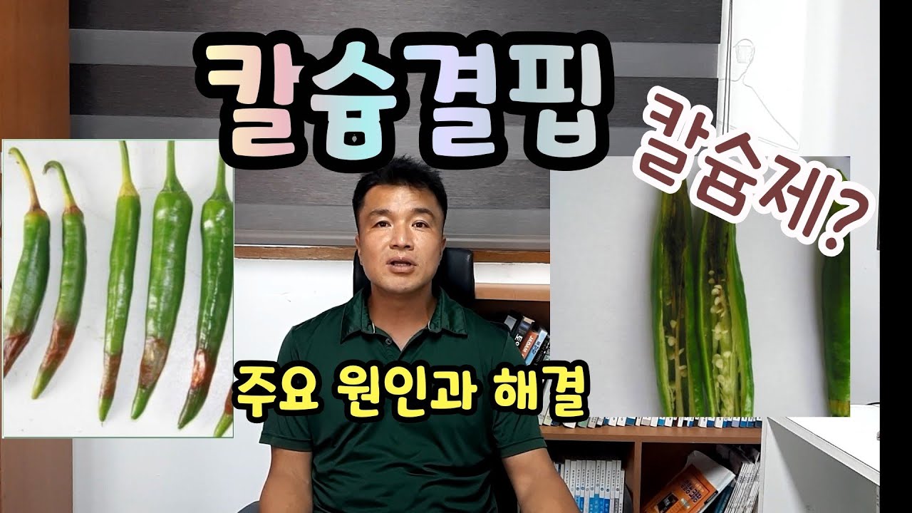 (고추)칼슘결핍? 주요 원인과 해결방법 칼슘제 칼슘비료 올바른 활용 #홍성군농업기술센터