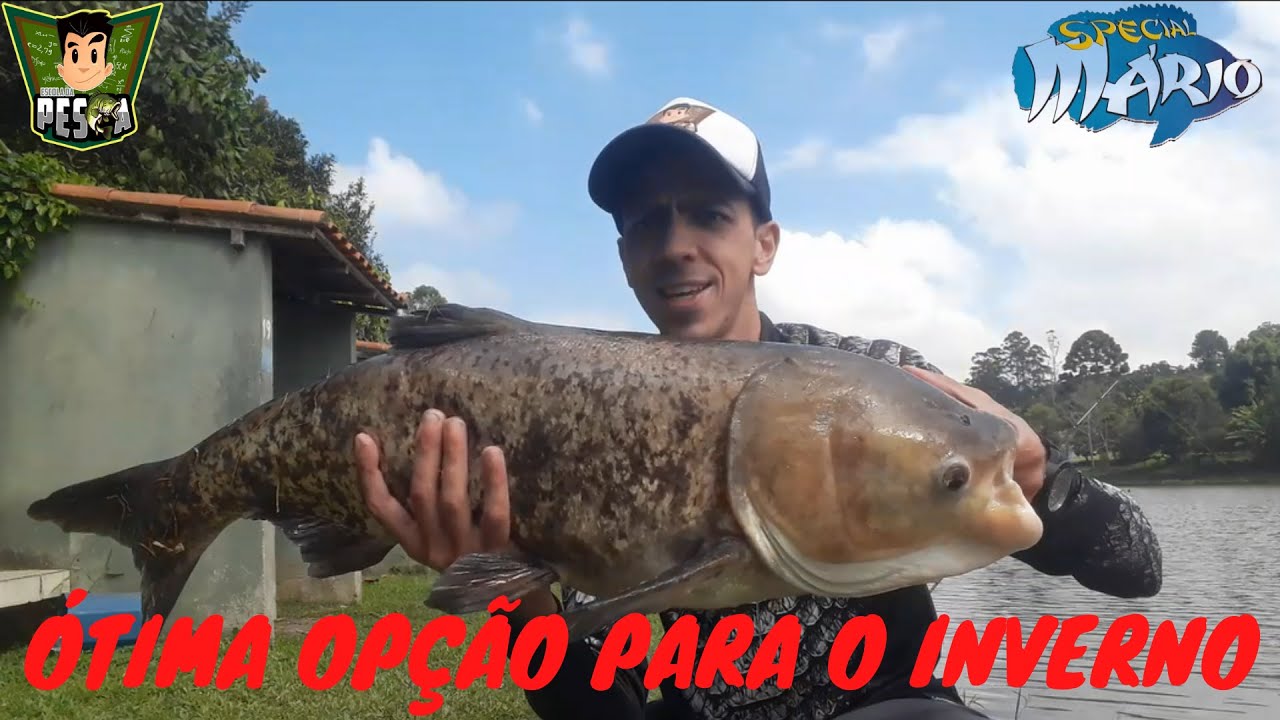 #143 - PESCARIA DE CARPAS COM O LOUCO POR ESCAMAS - PESQUEIRO DOS AMIGOS