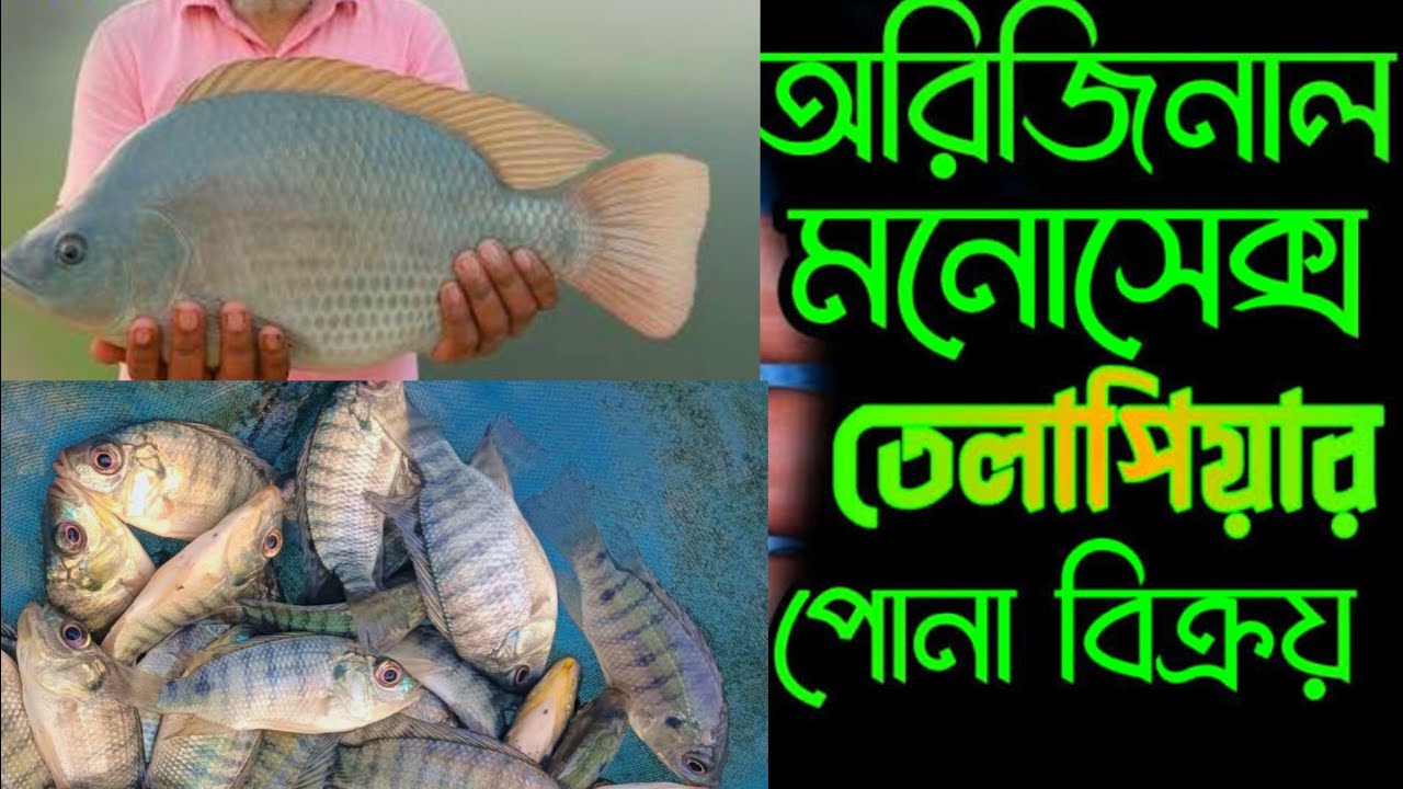 মনোসেক্স টাইগার তেলাপিয়া মাছ চাষ করুন মোবাইল ✆ 01771793800