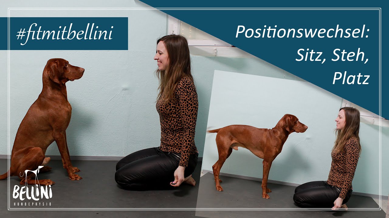 Positionswechsel: Sitz, Platz, Steh | Workout für euren Hund | #fitmitbellini