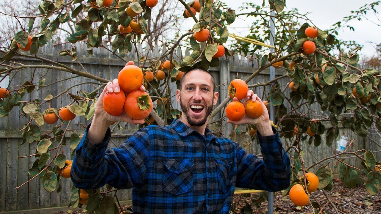 My Secret RARE Fruit Tree, PERSIMMONS!!