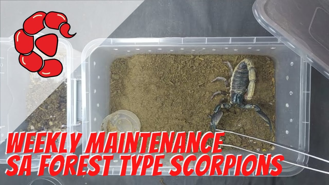 Paano ako mag-maintenance ng forest type scorpions.