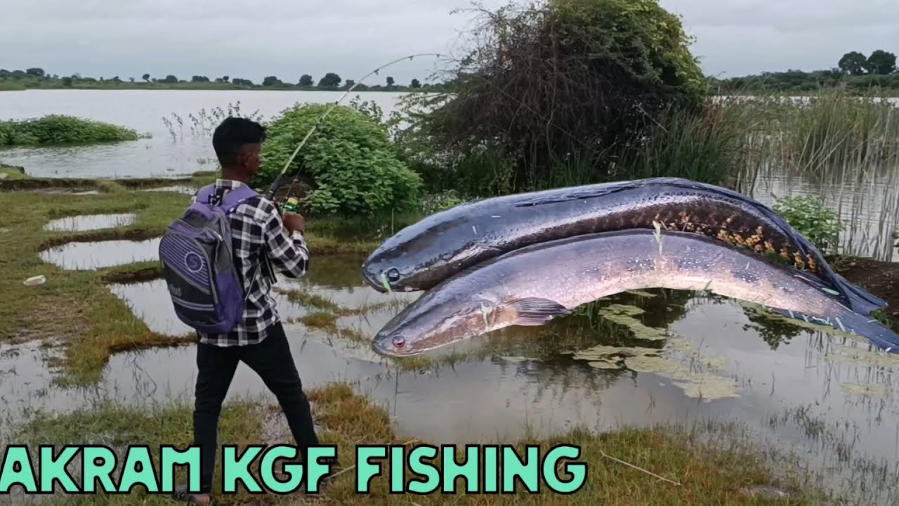 #snakehead fish video how to catch big size snakehead in talab Lure top water lure 18 gm morizo 