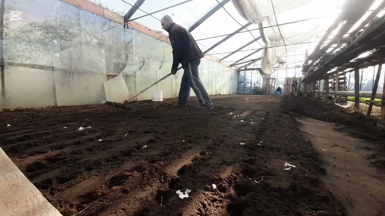 Am terminat de pus usturoiul în solar !