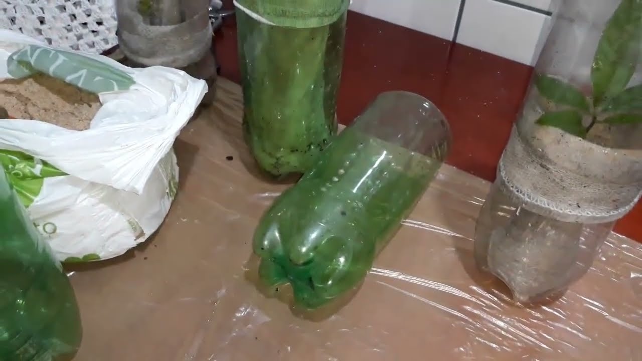ENRAIZE QUALQUER ESTACA COM ESSA TÉCNICA!!!!