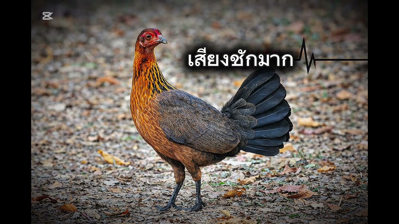 เสียงไก่ป่าตัวเมียก๋อยหาคู่        #เสียงไก่ป่า  #ติดตามด้วยนะครับ 