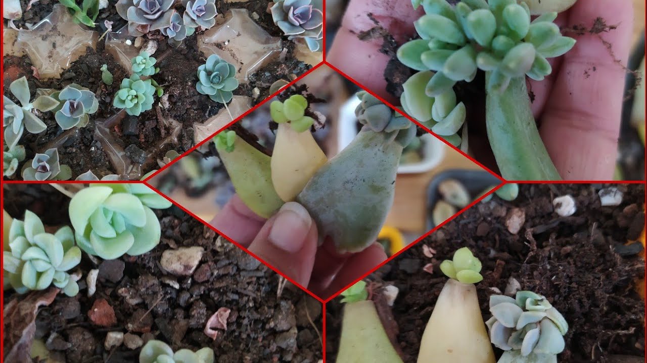 Berçário de Suculenta:(Dicas de cuidado e cultivo)...