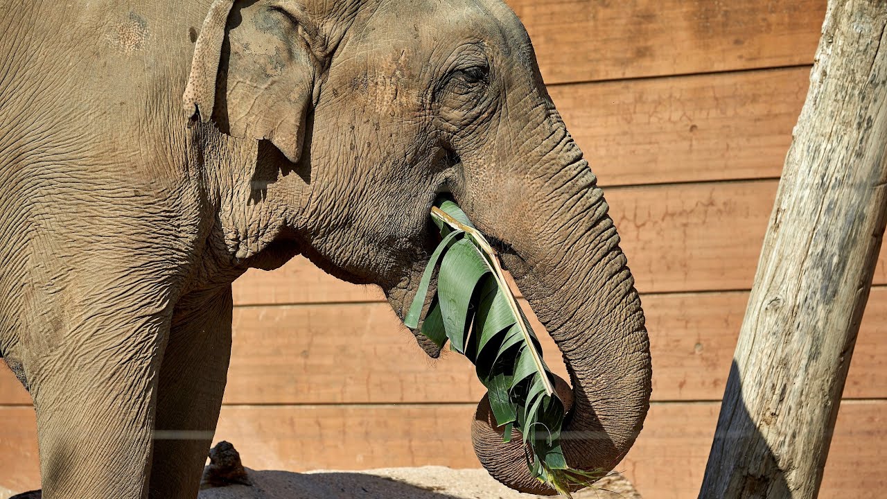 Hanelefant i behandling for sjælden sygdom 🐘