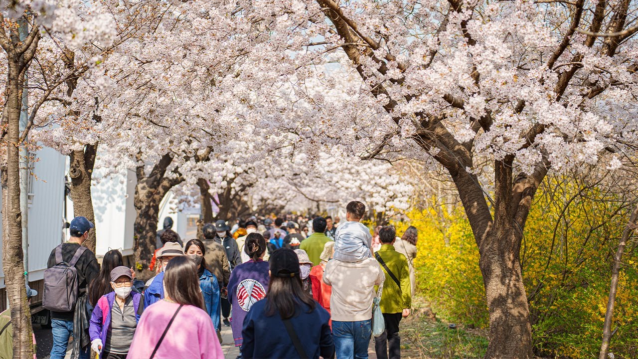 Cherry Blossom Seoul 2023 Yeouido Spring Flower Festival | Ambience Sounds 4K HDR