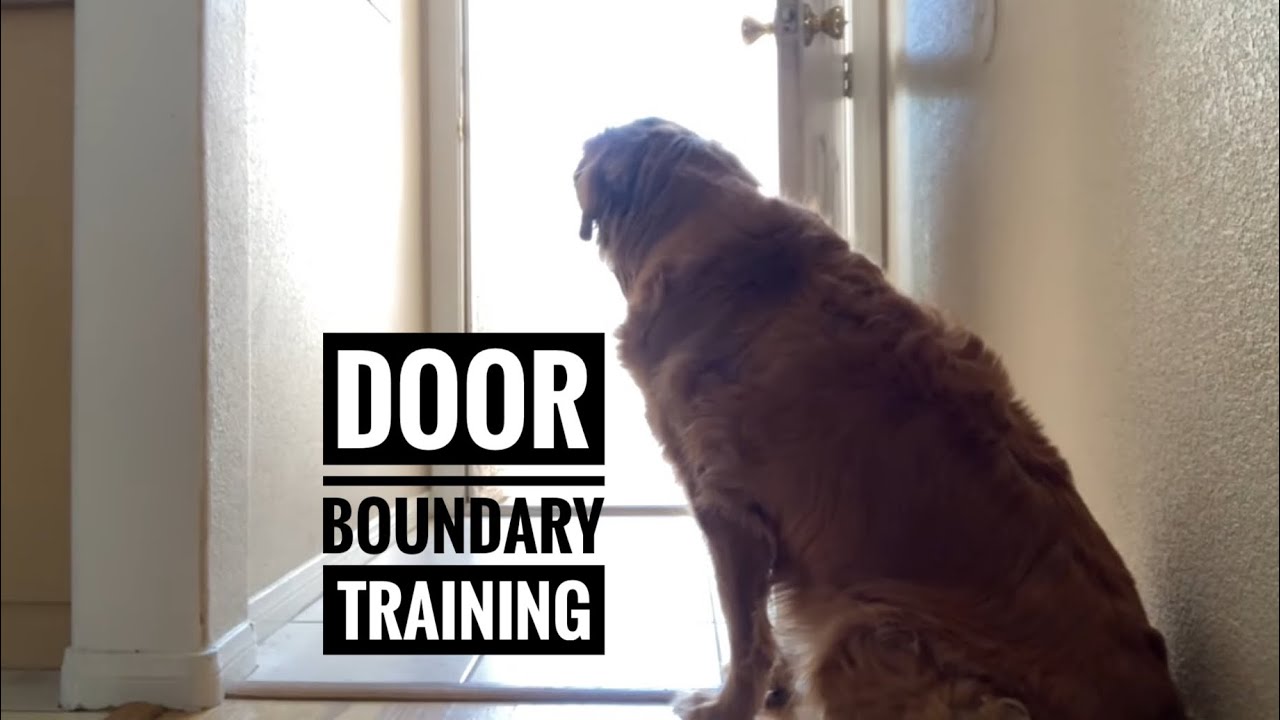 How to train your dog door boundaries