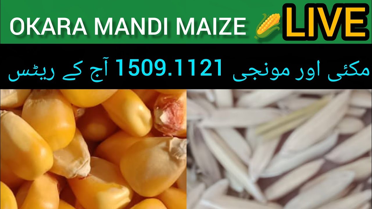 Okara mandi today corn live rate . Paddy's rate today Punjab . Maize rate Punjab mandi