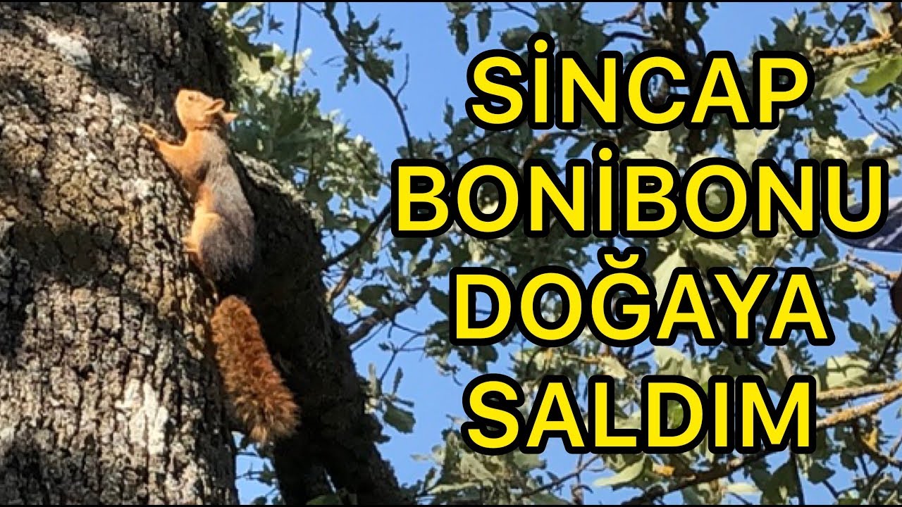 Sincap Bonibon’ u Doğaya Saldım. Köpekler İsyan Etti