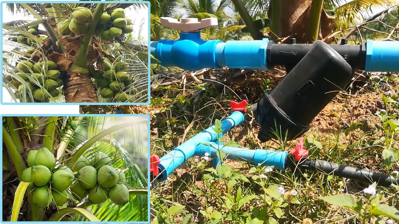 How To Run Main Pipe For Coconut Drip Irrigation System | Drip Irrigation For Coconut Farm.