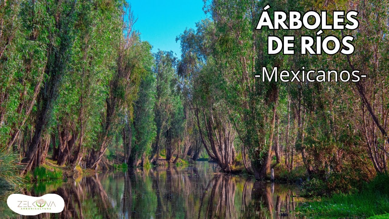 Los GIGANTES del Agua: Árboles Nativos que Viven en Ríos de México