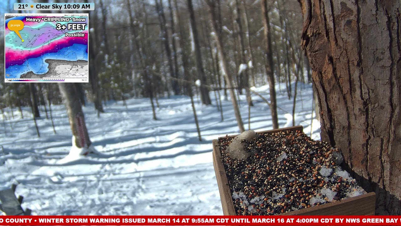 🔴 24/7 Wildlife Feeder Live | Birds, Deer & Flying Squirrels | Nicolet National Forest, Wisconsin