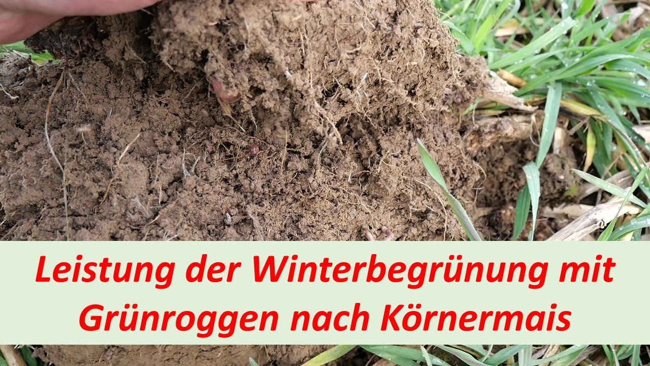 Gr&uuml;nroggen nach K&ouml;rnermais / MRZ 2023