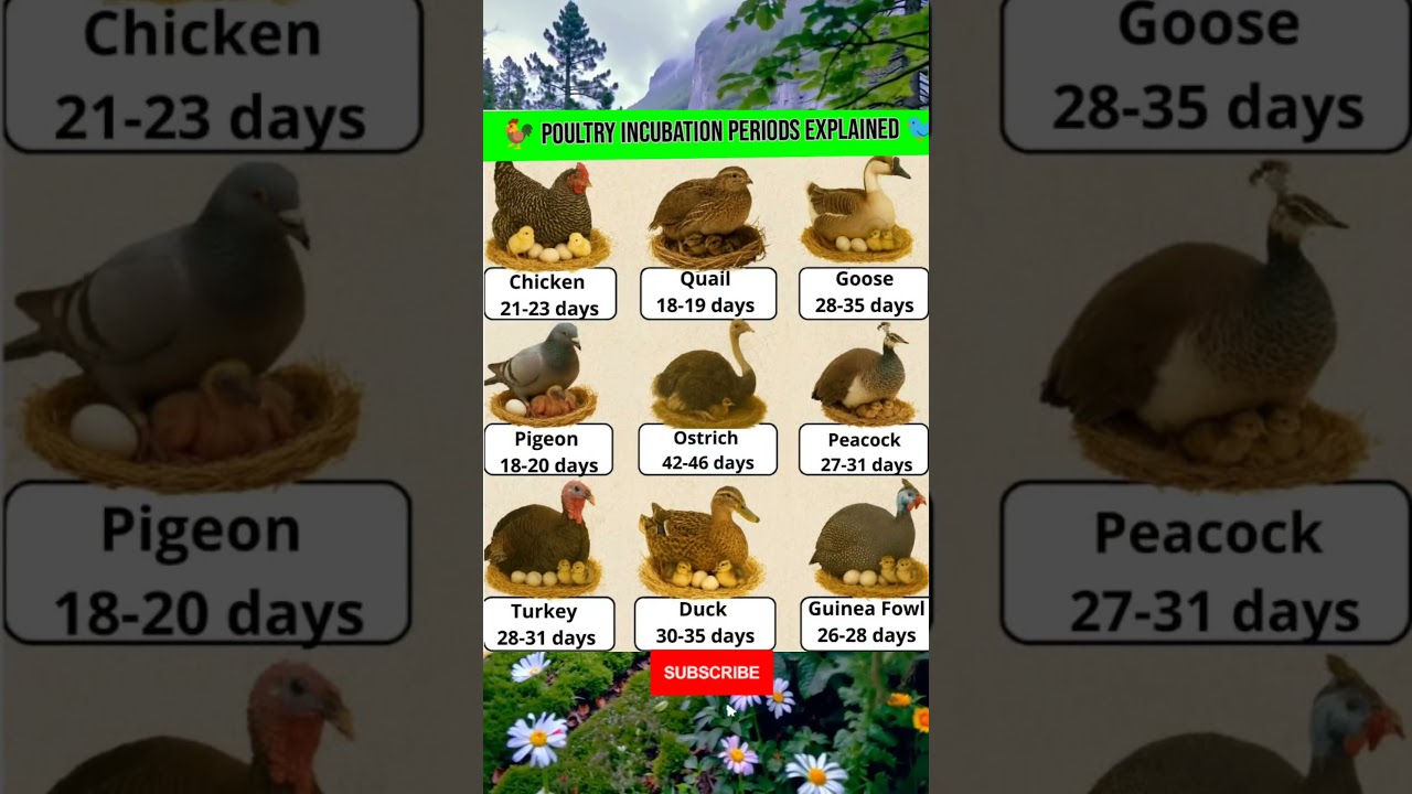 🐓 Poultry Incubation Periods Explained | Chicken, Duck, Goose & Birds 🐦 #PoultryIncubation