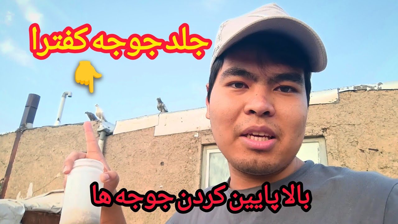 جلد کردن جوجه کفتر | بالا پایین کردن جوجه کبوتر ها