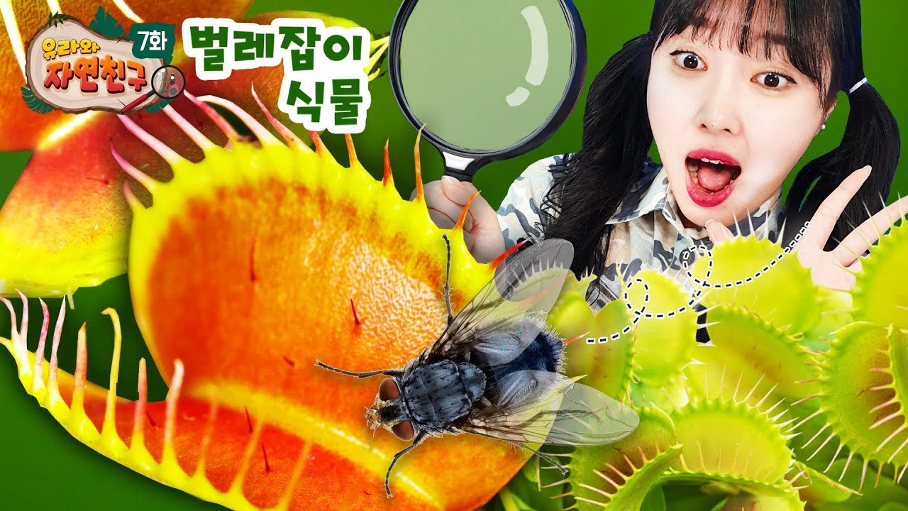 [Юра и друг природы] Растение, которое ловит червей? Flytrap Drosera rotundifolia