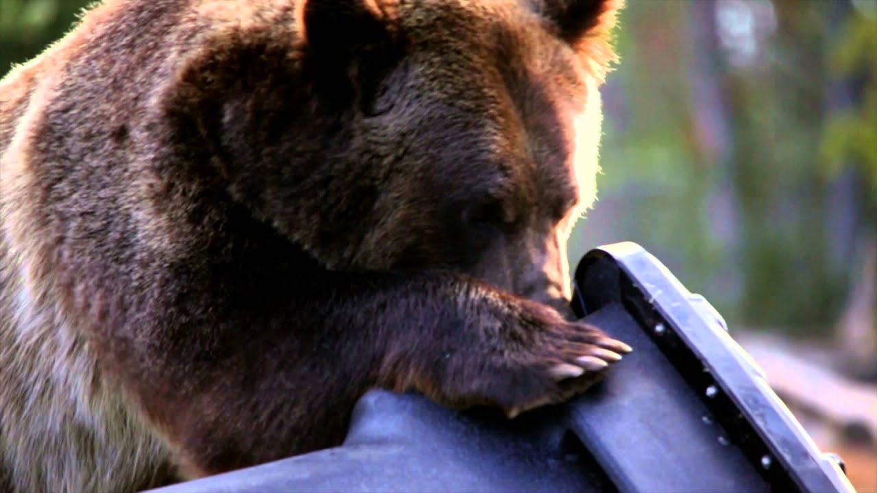 Toter Bear Tough Cart Test