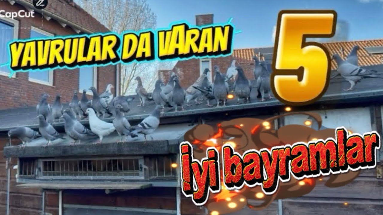 Yavrular da varan 5 yavaş yavaş adapte olmaya başlıyoruz.#funny #pigeon #japan #yavruhayvanlar 