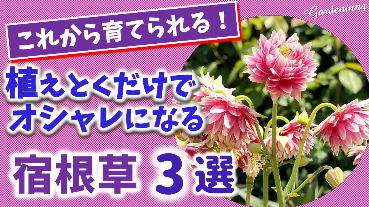 【ガーデニング】人気園芸講師おすすめ！これから育てられるオシャレな宿根草3選の紹介！植えっぱなしOK！プロから学ぶ！Gardening ・あしかがフラワーパーク