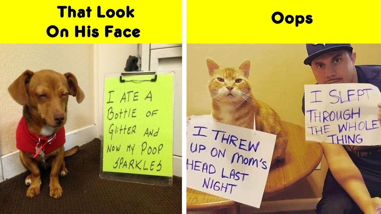 Hilarious Pets That Got Shamed | Memes Time