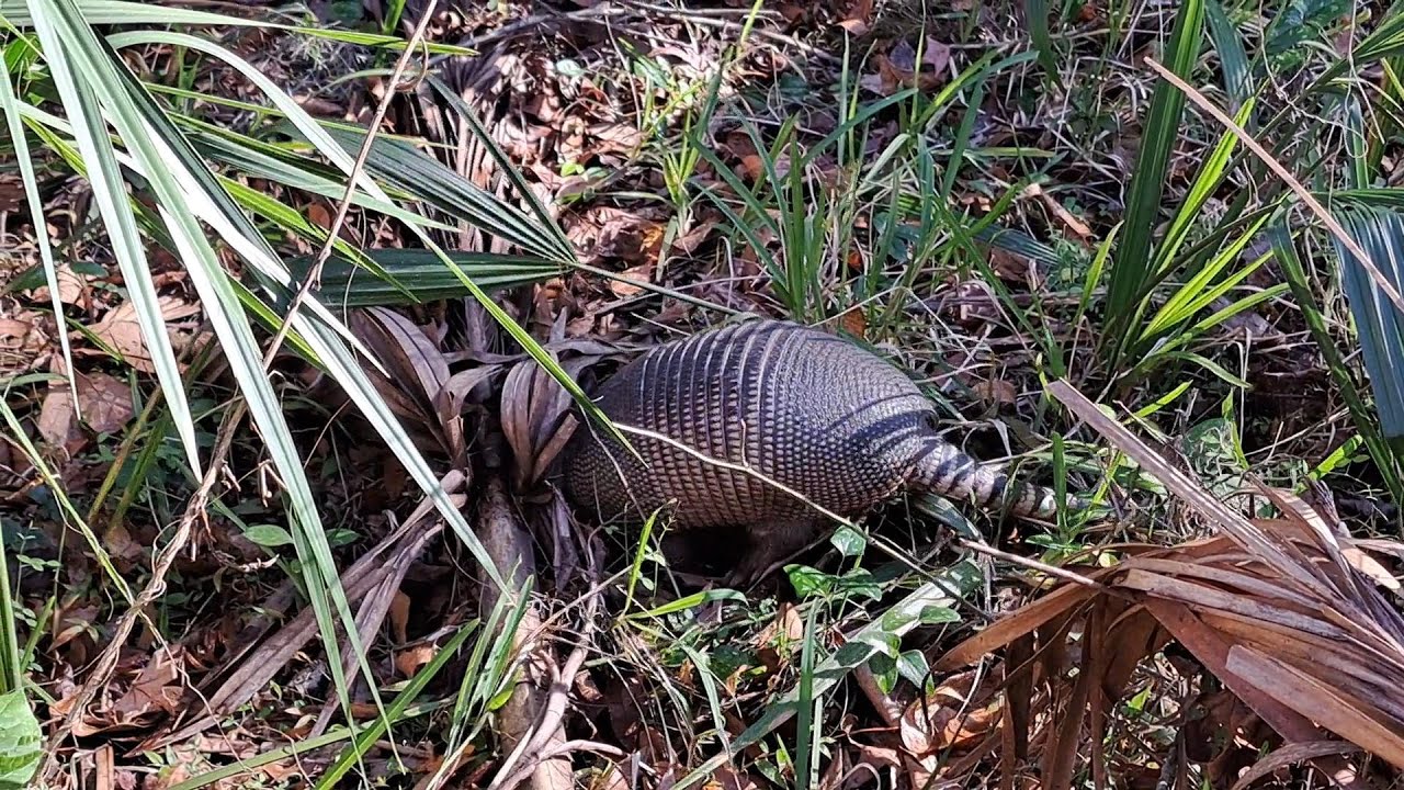 Cómo es 'Armadillo' abriendo en EE.UU