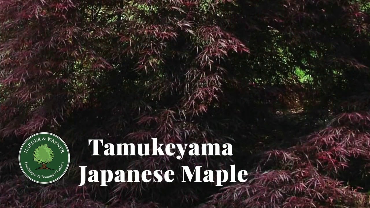Tamukeyama Japanese Maple