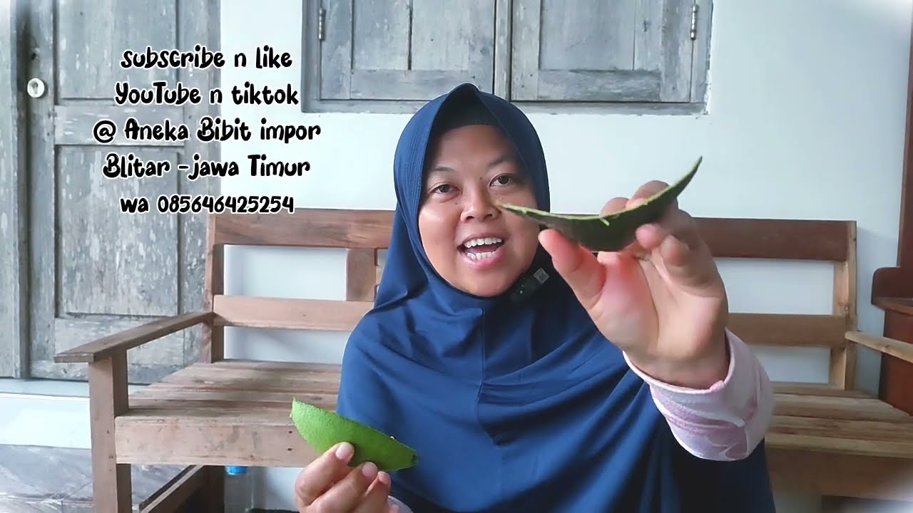 REVIEW ALPUKAT BERKARAKTER BUAH LEBAT, KULIT TEBAL, DAYA SIMPAN BAGUS #ta21 #peterson #bucaneer