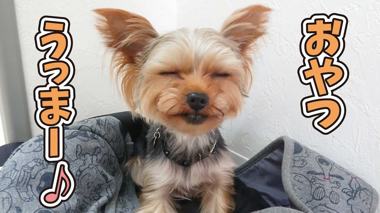 おやつウマウマ、ヨーキーさん 🐶ひみつきちなう！①🐶 (ヨークシャーテリア) 2019年6月30日
