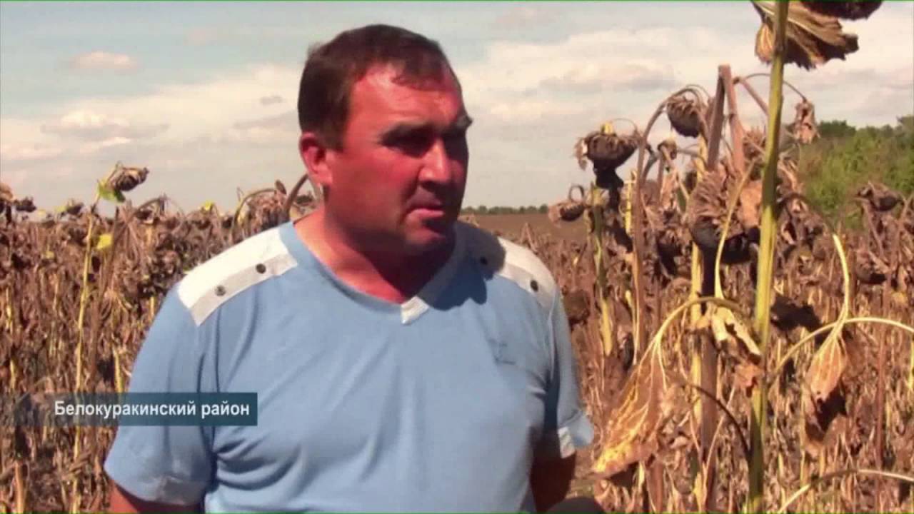 В Белокуракино планируют собрать небывалый урожай