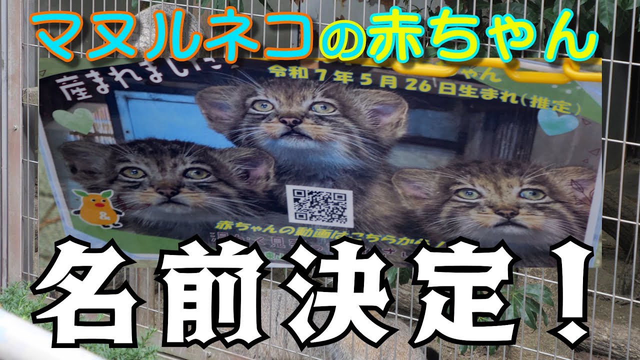 マヌルネコの赤ちゃんの名前決定！