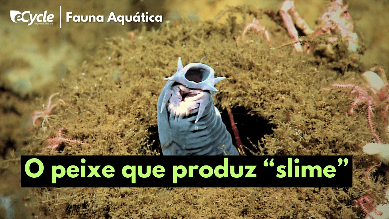 Peixe-bruxa: Uma esp&eacute;cie de vertebrado que n&atilde;o possui ossos