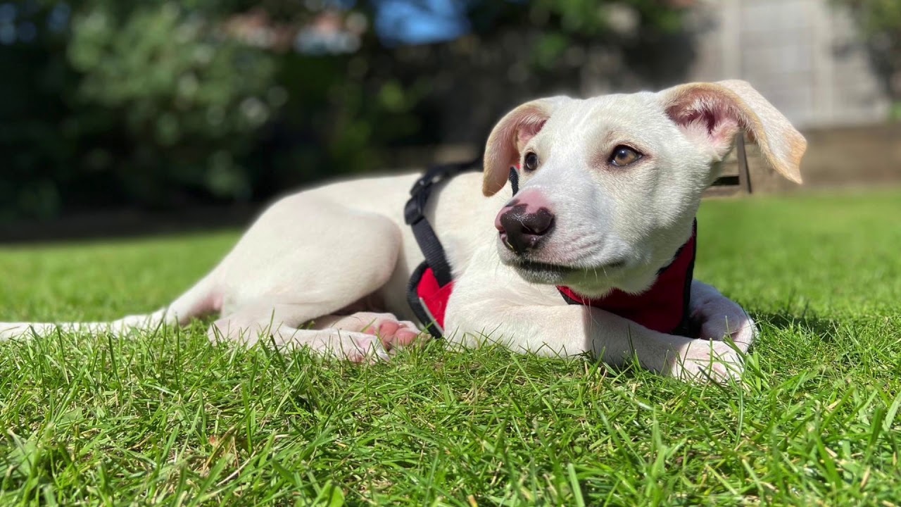 Cerebellar Hypoplasia Rescue Puppy arrives in the UK | Ralphie