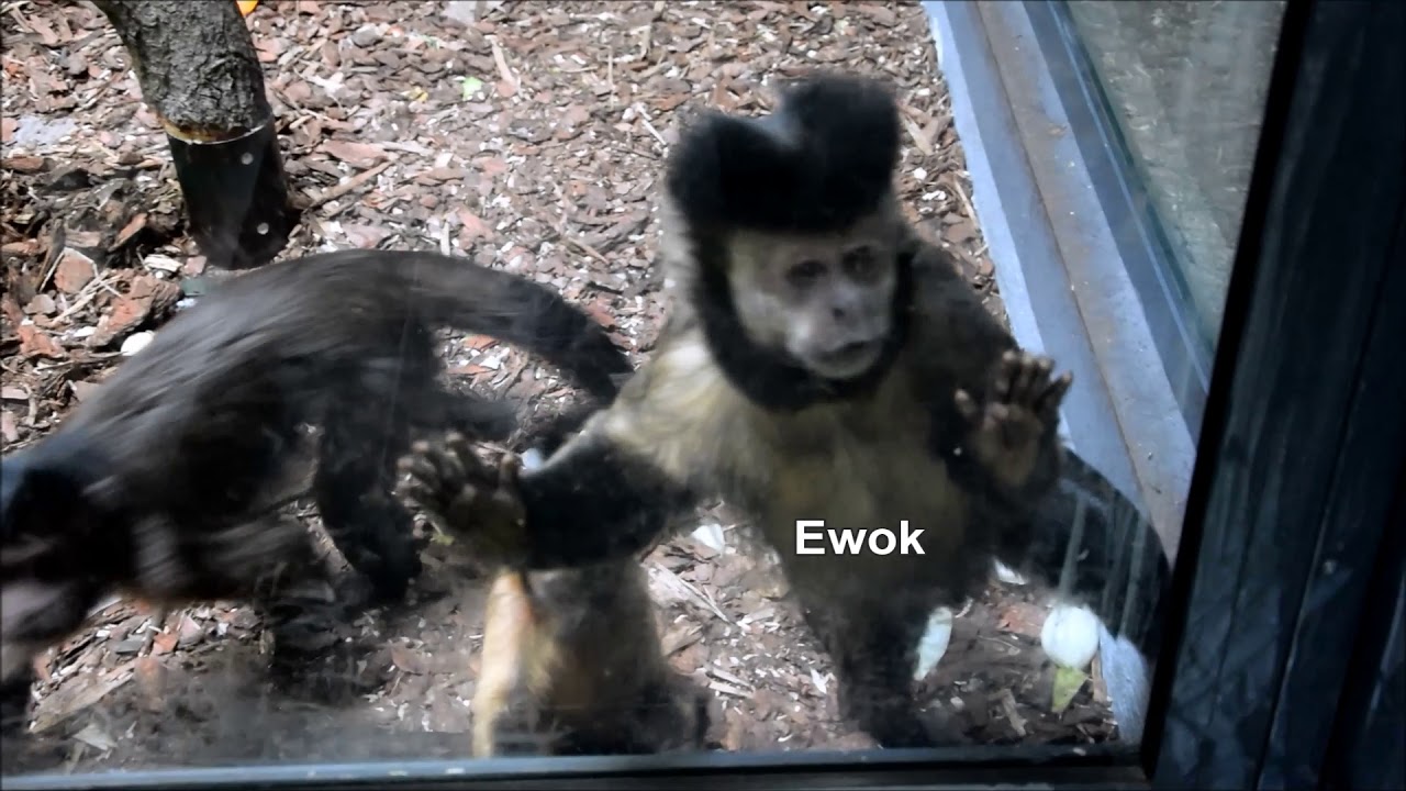 Kapucynki i talapoiny w Starym Zoo