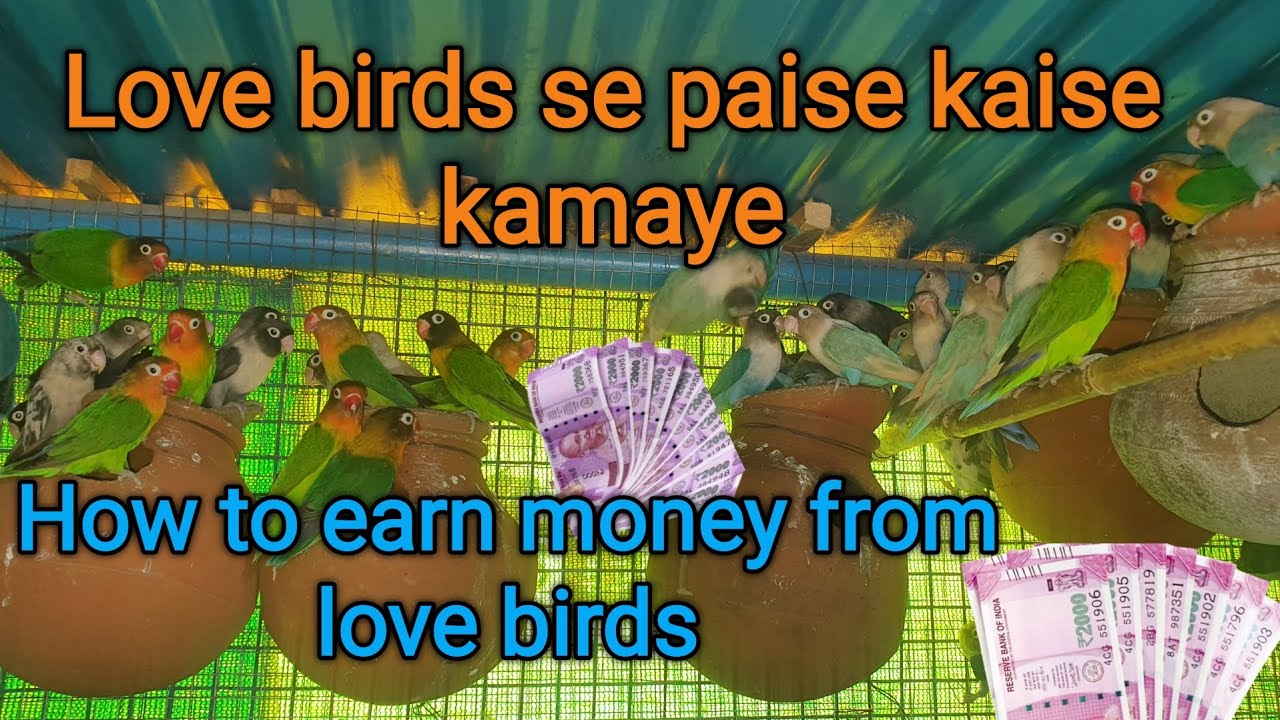 Love bird ka business kaise kare | how to earning birds business 🕊🦜