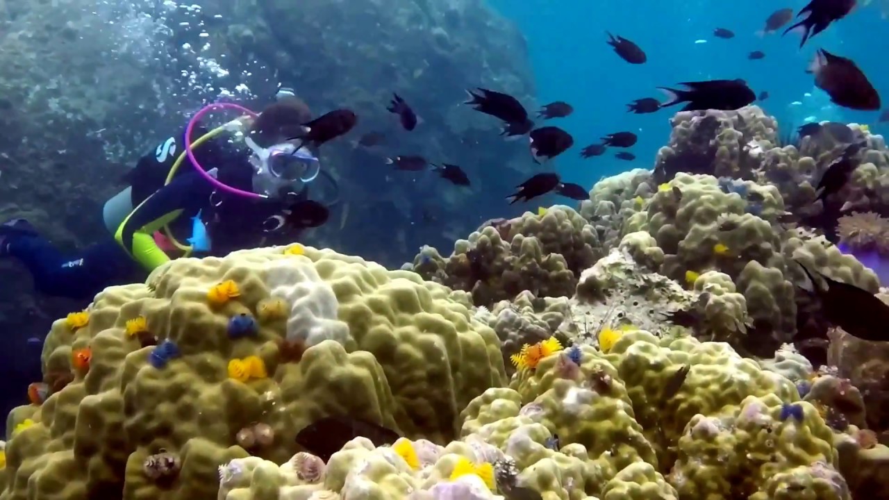 bans diving