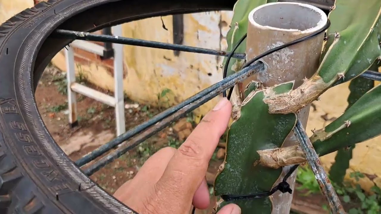 Meus vasos depois de 2 anos ( video 3)