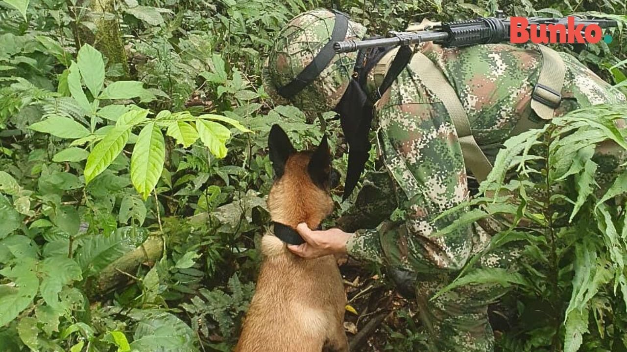 La historia real de Wilson, el perro desaparecido en la selva de Colombia