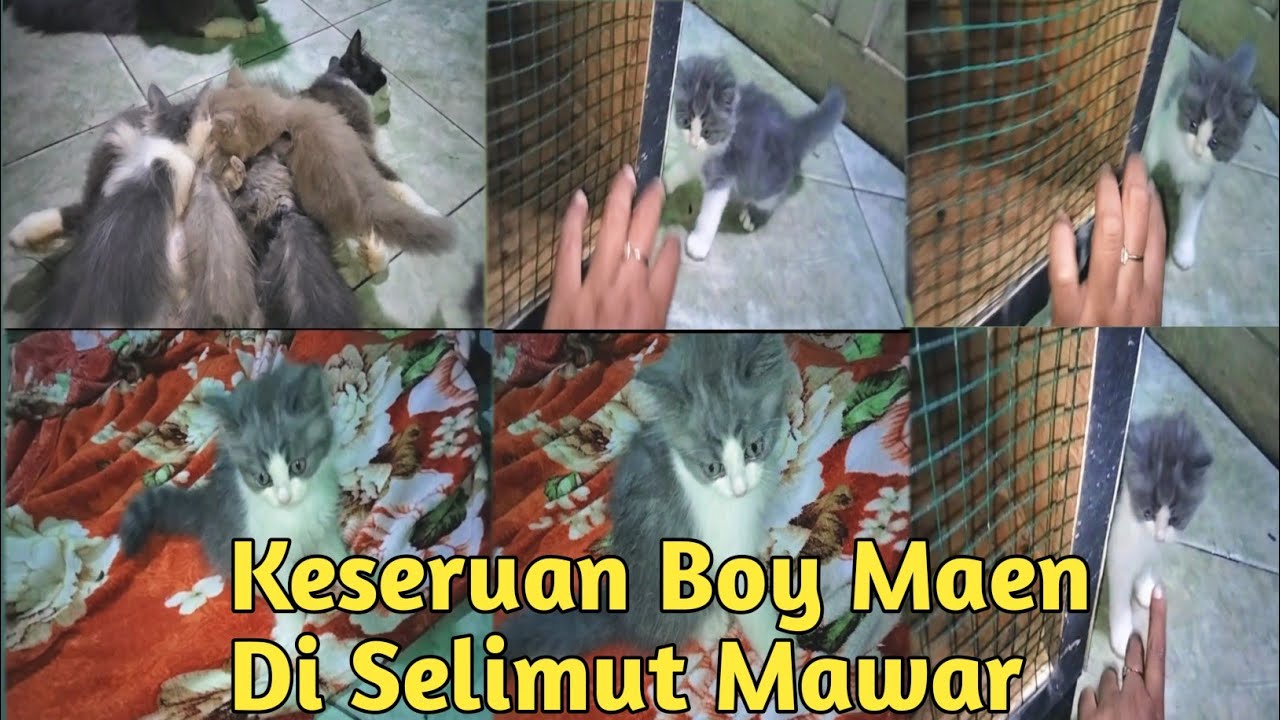 Keseruan Boy Bermain Di Selimut Merah..#kucing #kucinglucu #cats #cat #catvideos #shortvideo #fyp 