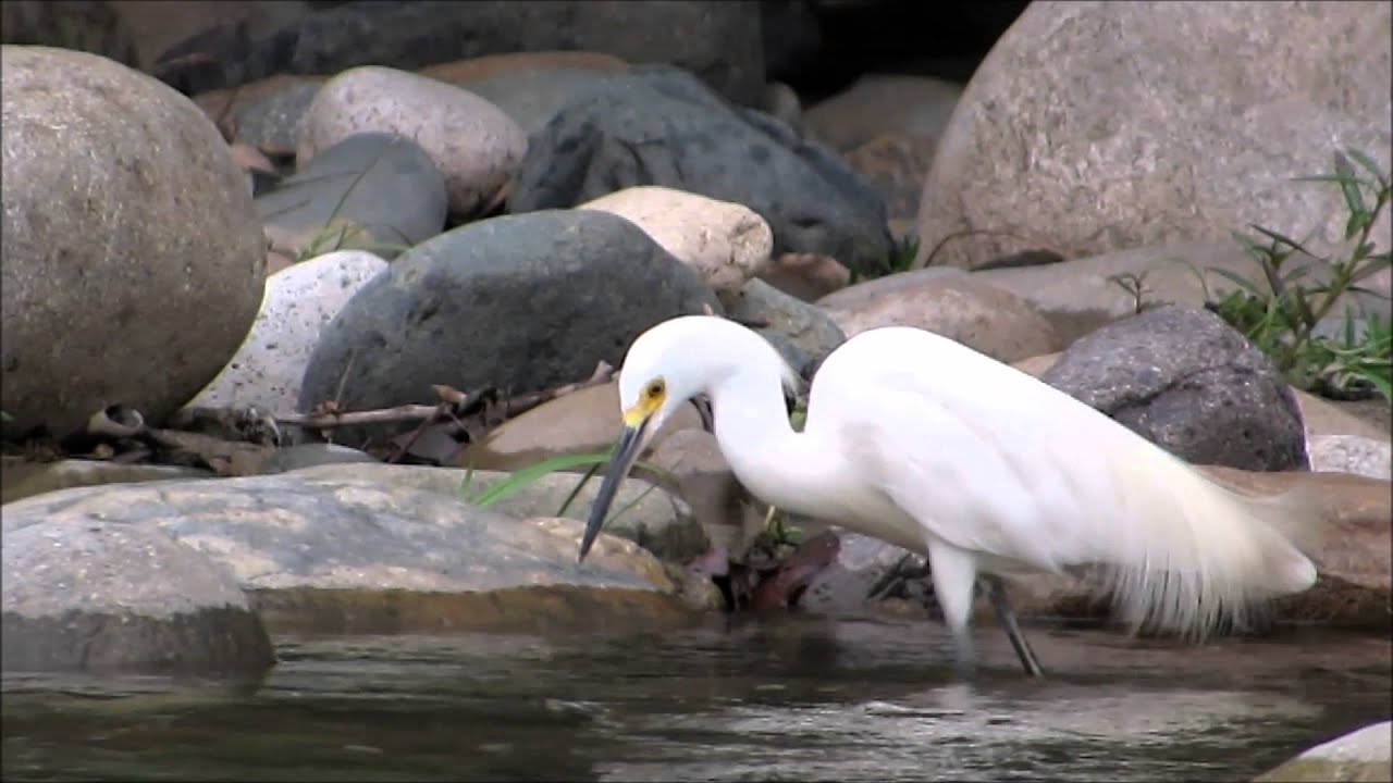 Ave Egretta thula: Garza Patiamarilla