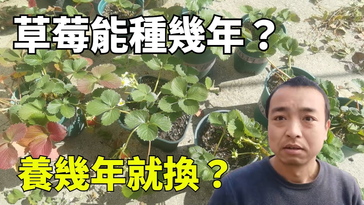 草莓到底能活几年？一堆老桩苗给你现身说法！|Strawberry in pots|イチゴの鉢植え【手艺人飞羽】#草莓#园艺#种植