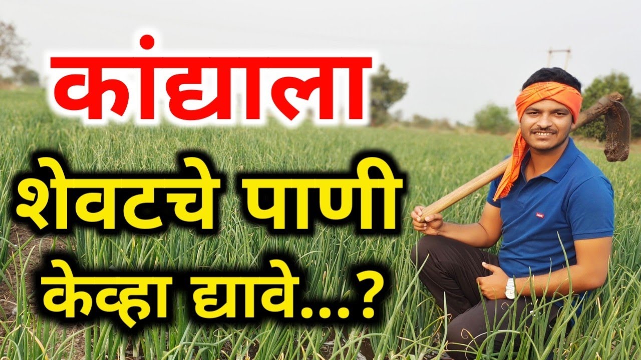 कांद्याला शेवटचे पाणी केव्हा द्यावे / kandyala shevtche Pani kevha dyave