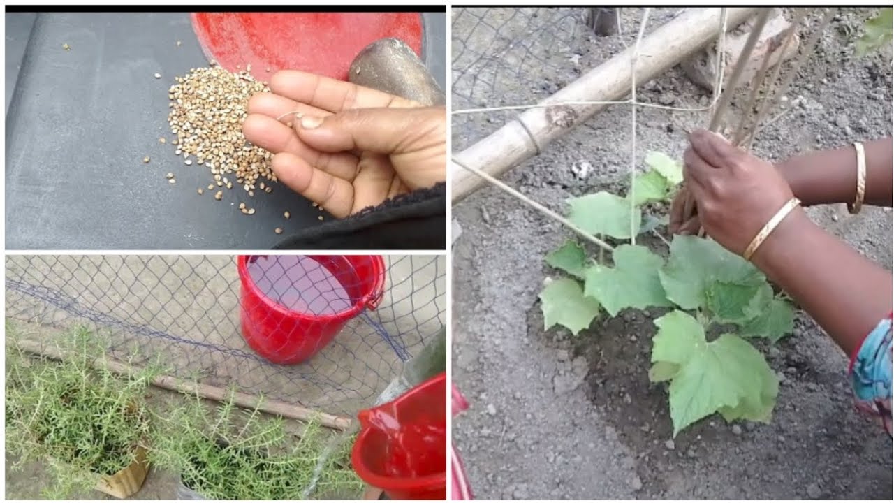 🌱🌱উঠানে কিছু গরমের সবজির চারা দিলাম। @faridakitchenwithvlog#foryou..