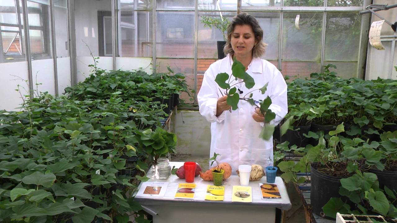 Passo a passo: multiplicação de mudas de batata-doce | Programa Terra Sul
