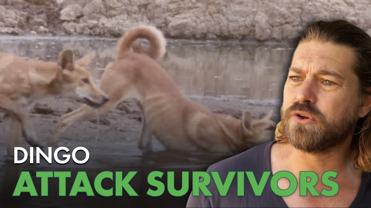 Inside the Fraser Island Dingo Attacks | Predator Pets